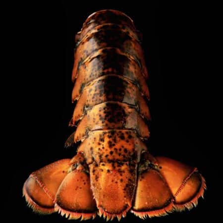 Lobster Tails