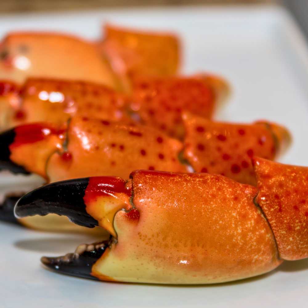 Florida Stone Crab Claws