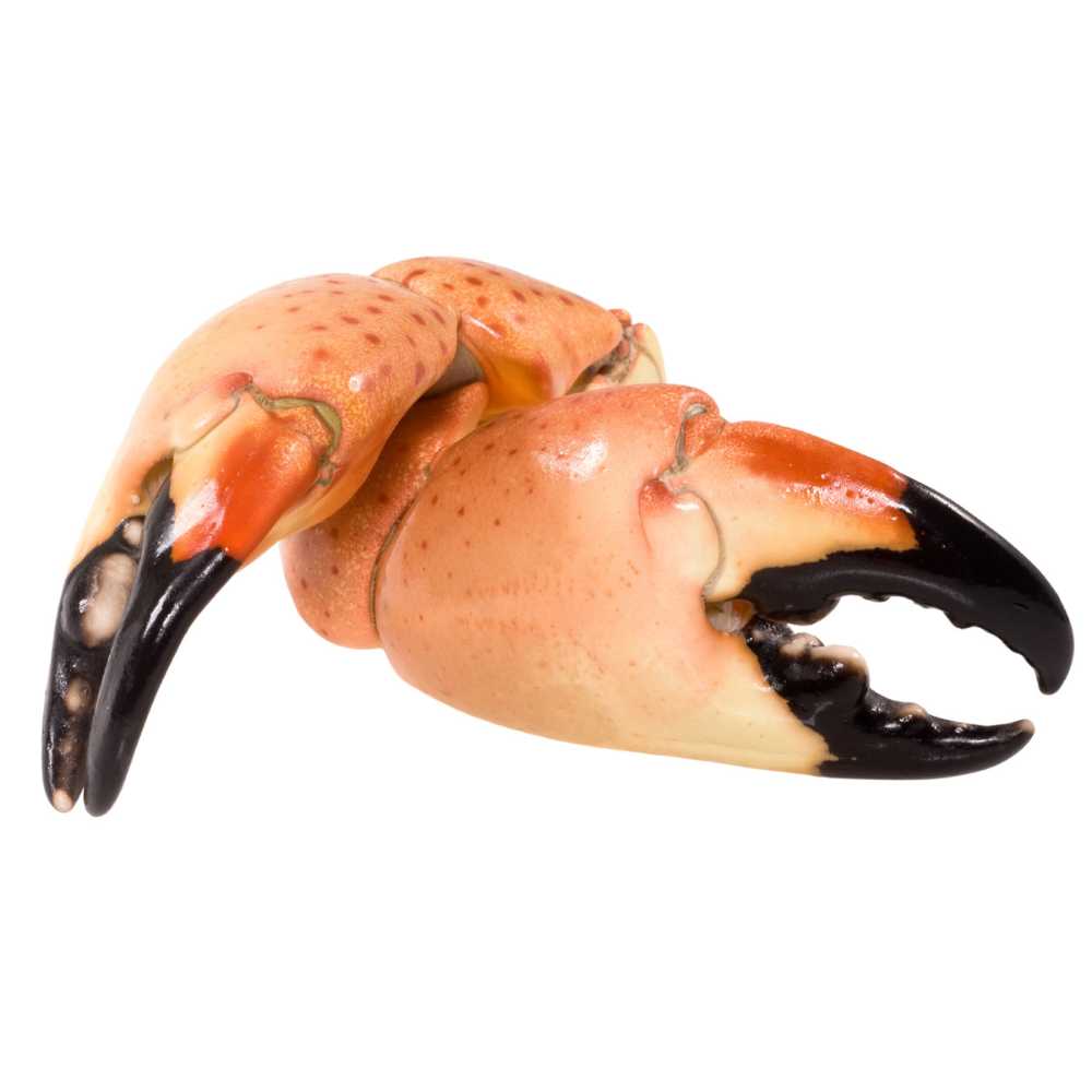 Florida Stone Crab Claws